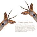 Deer Lorem Ipsum background. Watercolor forest cute animal object isolated for web, for print stock